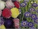 Suttons Flowers A - F