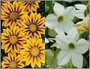 Suttons Flowers G - O
