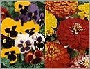 Suttons Flowers P - Z