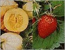 Suttons Seeds Fruits
