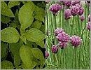 Suttons Seeds Herbs