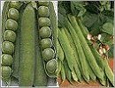 Suttons Peas & Beans