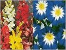 Unwins Flowers A - C