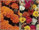 Unwins Flowers M - R