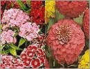 Unwins Flowers S - Z