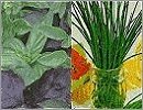 Unwins Seeds Herbs