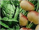Unwins Vegetable L - Z