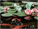 Aquatic Books
