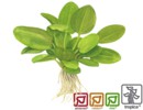 Aquarium Plants