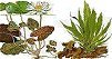 Tropical Aquarium Plants