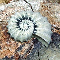Stone Shells - Ammonite
