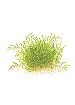 Utrcularia graminifolia - <I>Family &hellip; Lentibulariaceae</I>