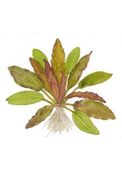 Echinodorus 'Red Diamond' - <I>Family &hellip; Alismataceae</I>