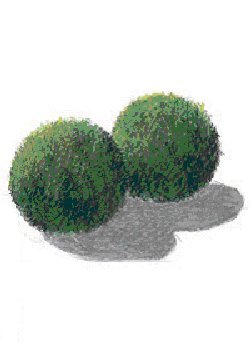 Cladophora aegagropila - <I>Family &amp;hellip; Cladophoraceae</I>