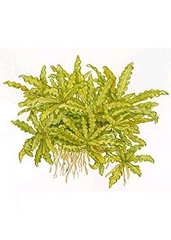 Pogostemon Helferi - <I>Family &hellip; Lamiaceae</I>