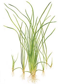 Vallisneria nana - <I>Family &amp;hellip; Hydrocharitaceae</I>