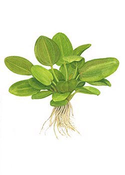 Echinodorus 'Aquartica' - <I>Family &hellip; Alismataceae</I>