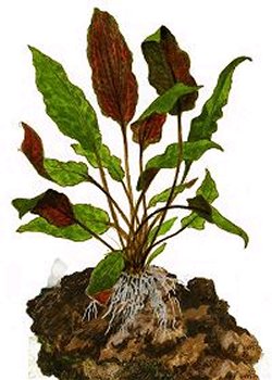 Cryptocoryne DecorRock - Cryptocoryne on Mother Plant