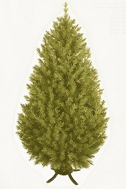 Braemar Pine 5ft - 7ft - Realistic Artificial Christmas Tree