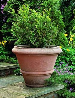 Urns and Vases - Roman Vase