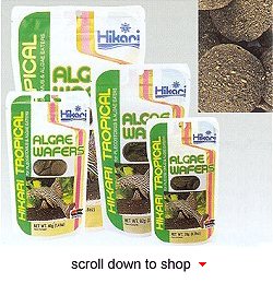Hikari Tropical Algae Wafer Fish Food - A Daily Diet for Bottom Feeding Algae Eaters