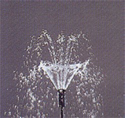 Fountain Jets - Fountain Jet Tulip Variable