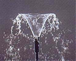 Fountain Jets - Fountain Jet Tulip