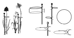Plant Magic Range - Support Circles