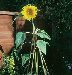 Plant Support Range - Canes