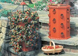 Growing - Strawberry Tub