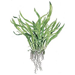 Microsorum pteropus 'Narrow' - <I>Family ... Polypodiaceae</I>