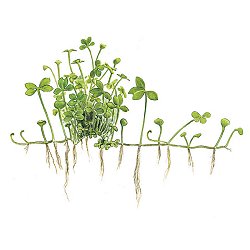 Marsilea hirsuta - <I>Family ... Marsileceae</I>