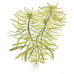 Ludwigia inclinata var. verticillata ''Cuba'' - <I>Family ... Onagraceae</I>