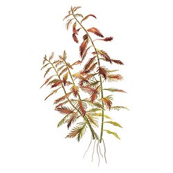 Proserpinaca palustris ''Cuba'' - <I>Family ... Haloragaceae</I>