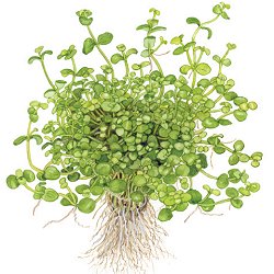 Bacopa australis - <I>Family ... Scrophulariaceae</I>