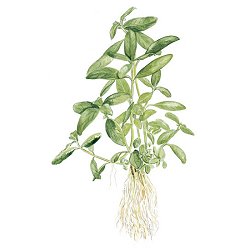 Hygrophila polysperma 'Big leaf' - <I>Family ... Acanthaceae</I>