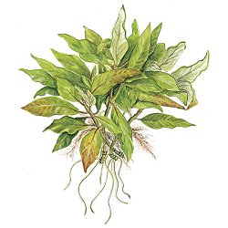 Hygrophila corymbosa ''Compact'' - <I>Family ... Acanthaceae</I>