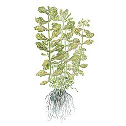 Shinnersia rivularis 'Weiss-Gr&uuml;n' - <I>Family ... Asteraceae</I>