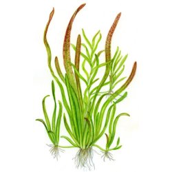 Vallisneria caulescens - <I>Family &hellip; Hydrocharitaceae</I>