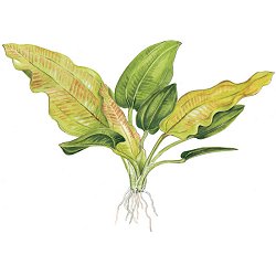 Echinodorus cordifolius ssp. Fluitans - <I>Family ... Alismataceae</I>