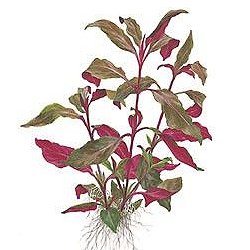 Alternanthera reineckii  . Lilacina - <I>Family ... Amaranthaceae</I>