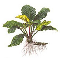Anubias barteri . Coffeefolia - <I>Family ... Araceae</I>