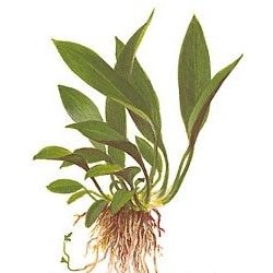 Anubias barteri var. angustifolia (afzelii) - <I>Family ... Araceae</I>