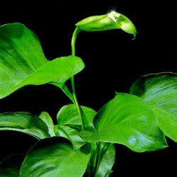 Anubias barteri v. barteri - <I>Family ... Araceae</I>