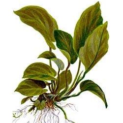 Anubias barteri var. caladiifolia 1705 - <I>Family ... Araceae</I>
