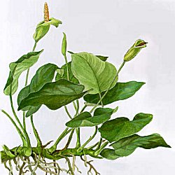 Anubias barteri v. nana - <I>Family ... Araceae</I>