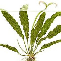 Aponogeton boivinianus - <I>Family ... Aponogetonaceae</I>