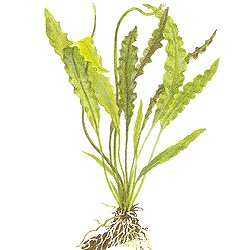 Aponogeton crispus - <I>Family ... Aponogetonaceae</I>