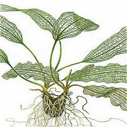 Aponogeton madagascariensis - <I>Family ... Aponogetonaceae</I>