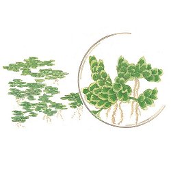 Azolla caroliniana - <I>Family ... Asteraceae</I>